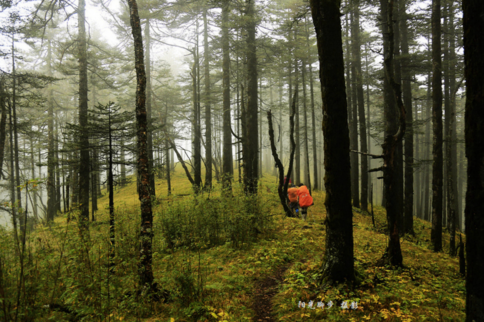 《原始森林》 穿越秦岭原始森林.