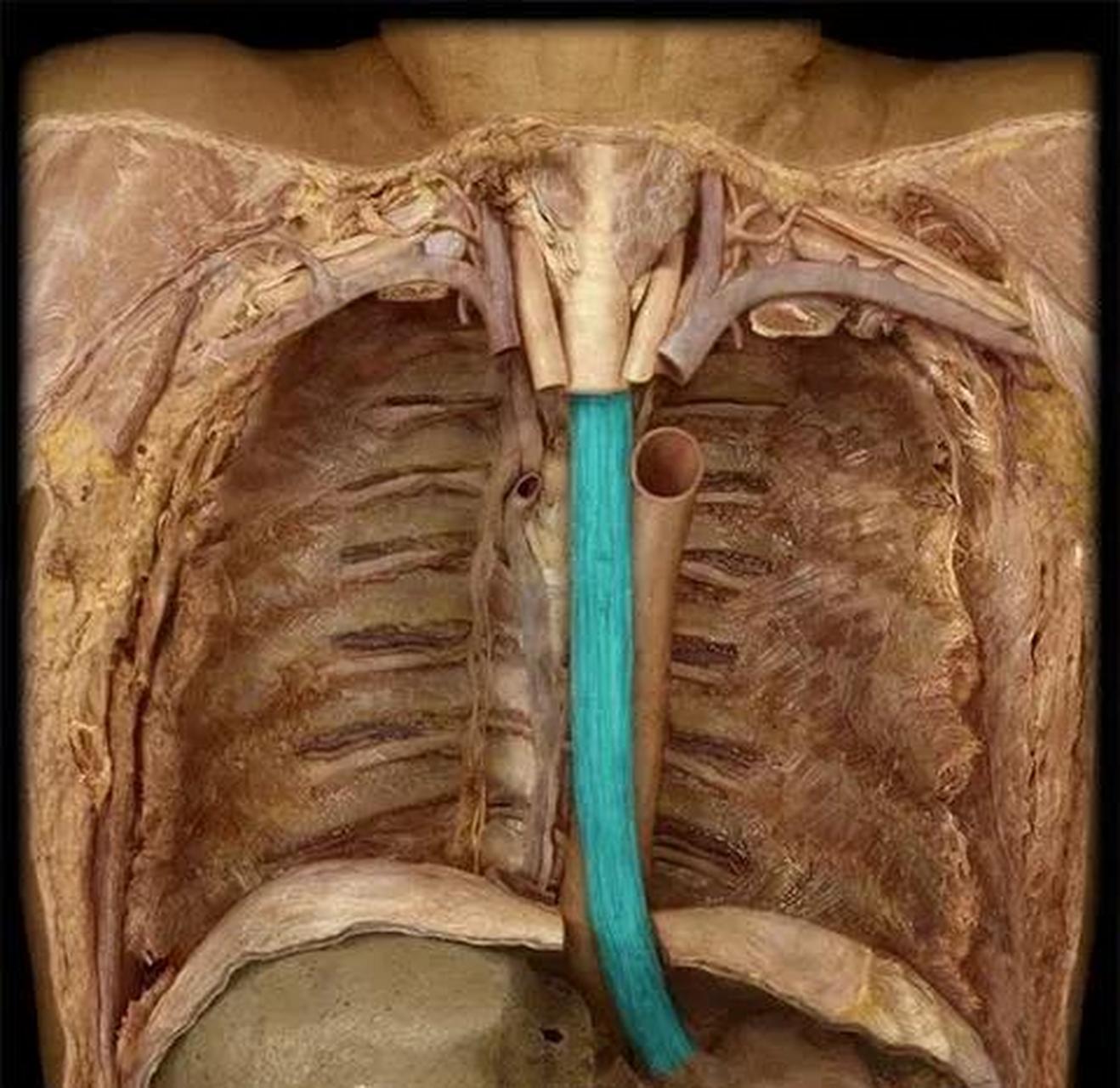 食管主要由环节肌层(内层)和纵行肌层(外层)组