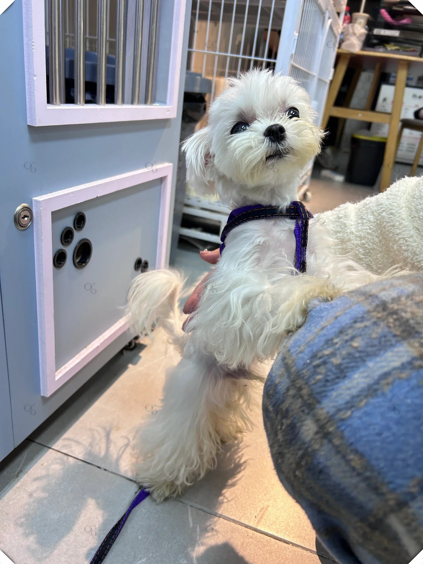 关于马尔济斯犬的养狗小知识  马尔济斯犬是一种非常可爱,温顺的小型