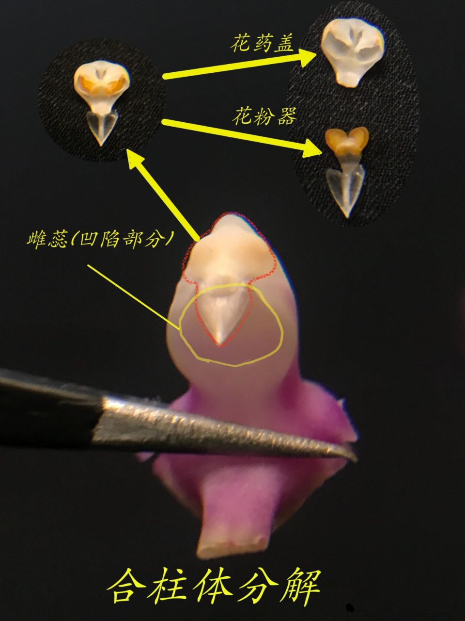 紫玉兰的雄蕊和雌蕊图片