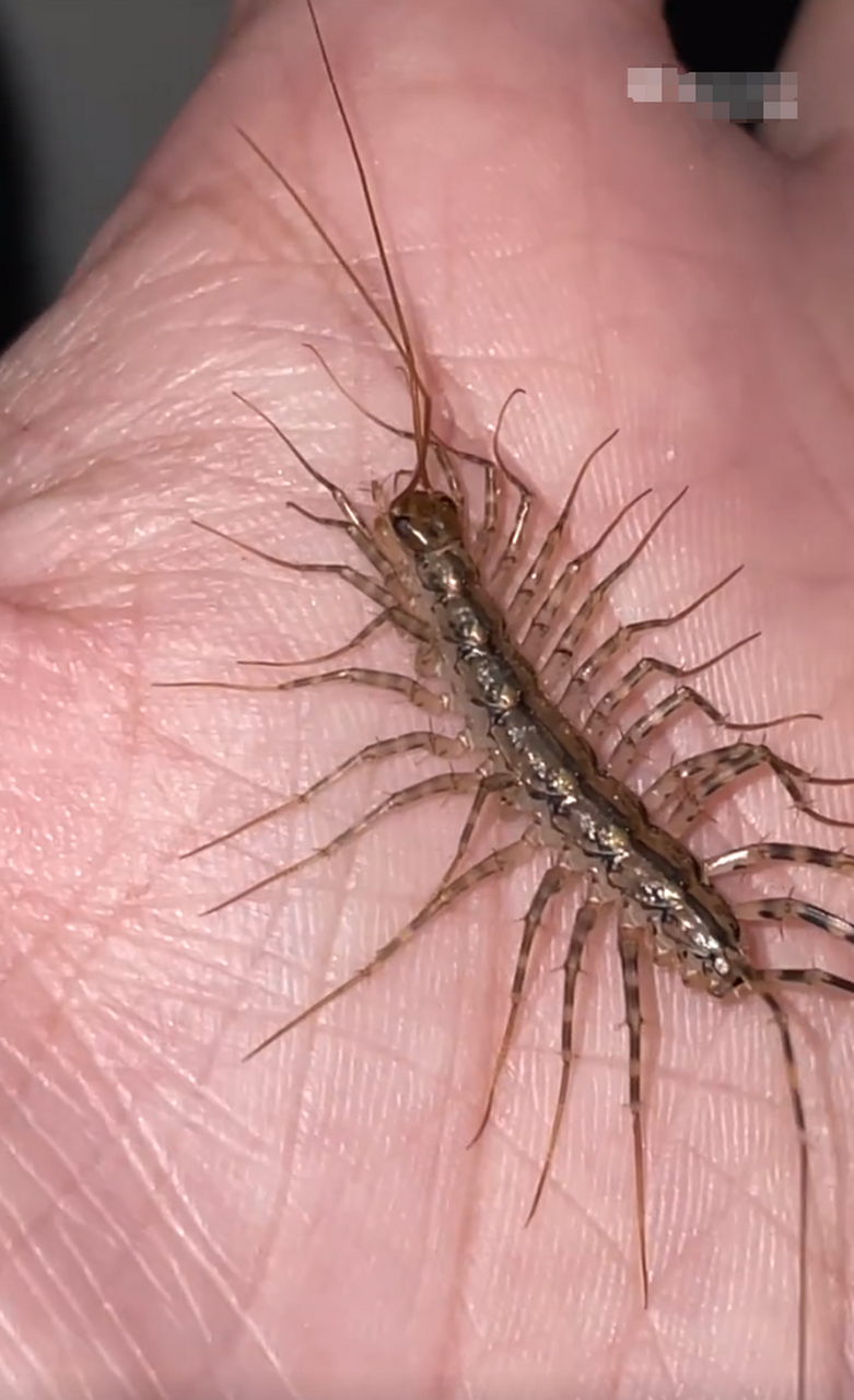 给你们看个大宝贝蚰蜒,这玩意吃蟑螂是益虫嗷.#趣图搞笑