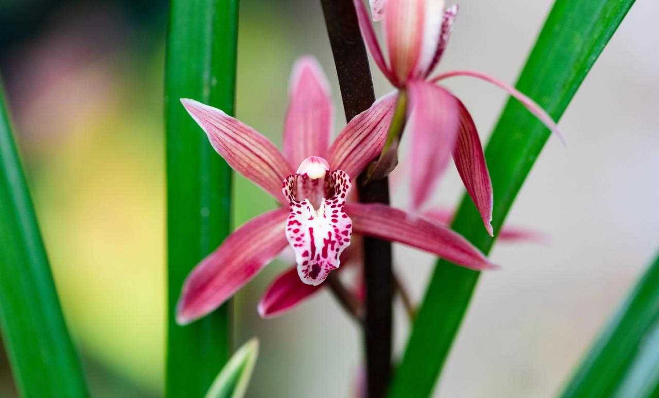 墨兰紫元素 紫元素是我去年入的一款兰花 他是墨兰和蕙兰的杂交品种