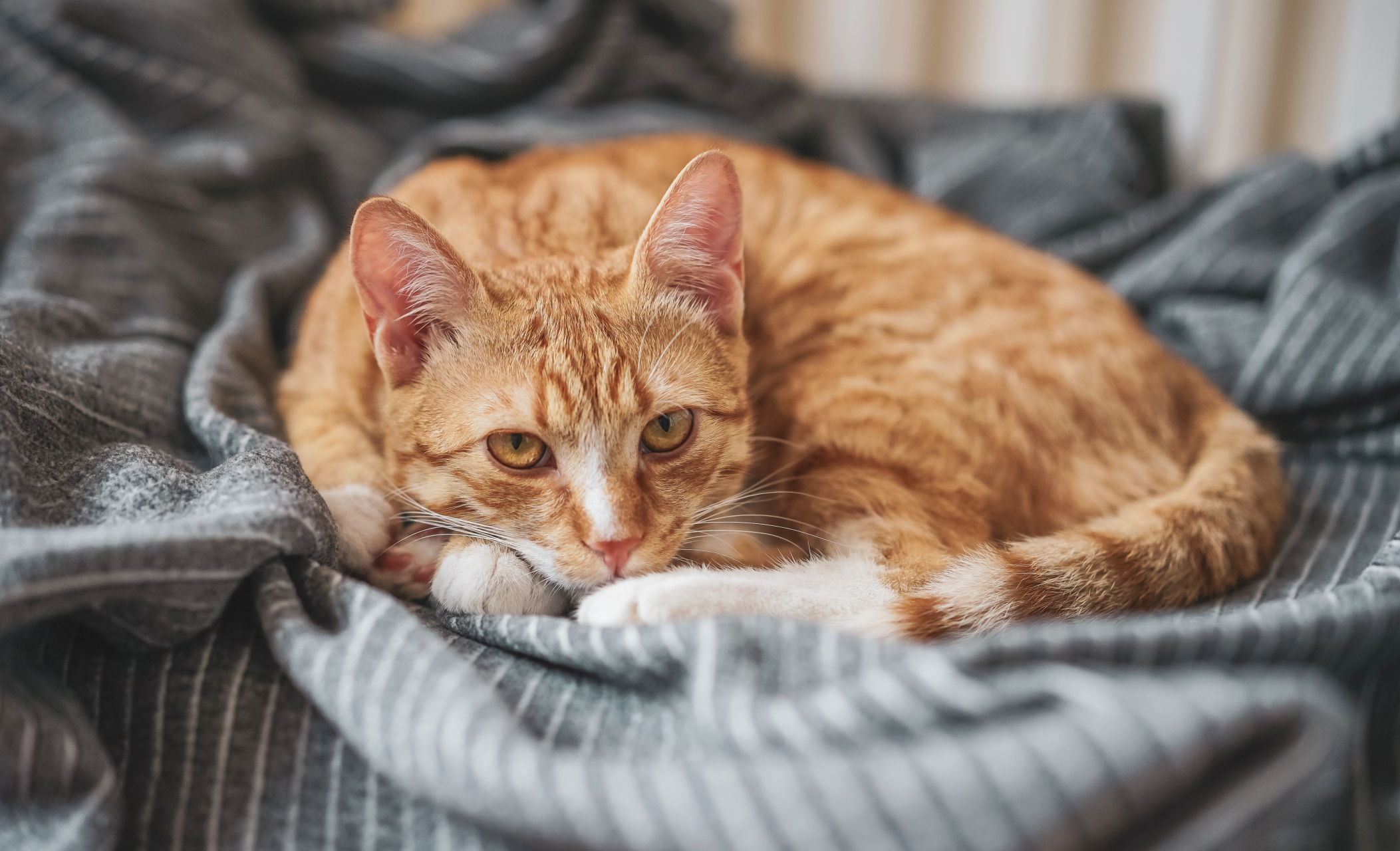 猫咪# #猫咪日常# #可爱的小猫咪# #热ai生活季# #生活