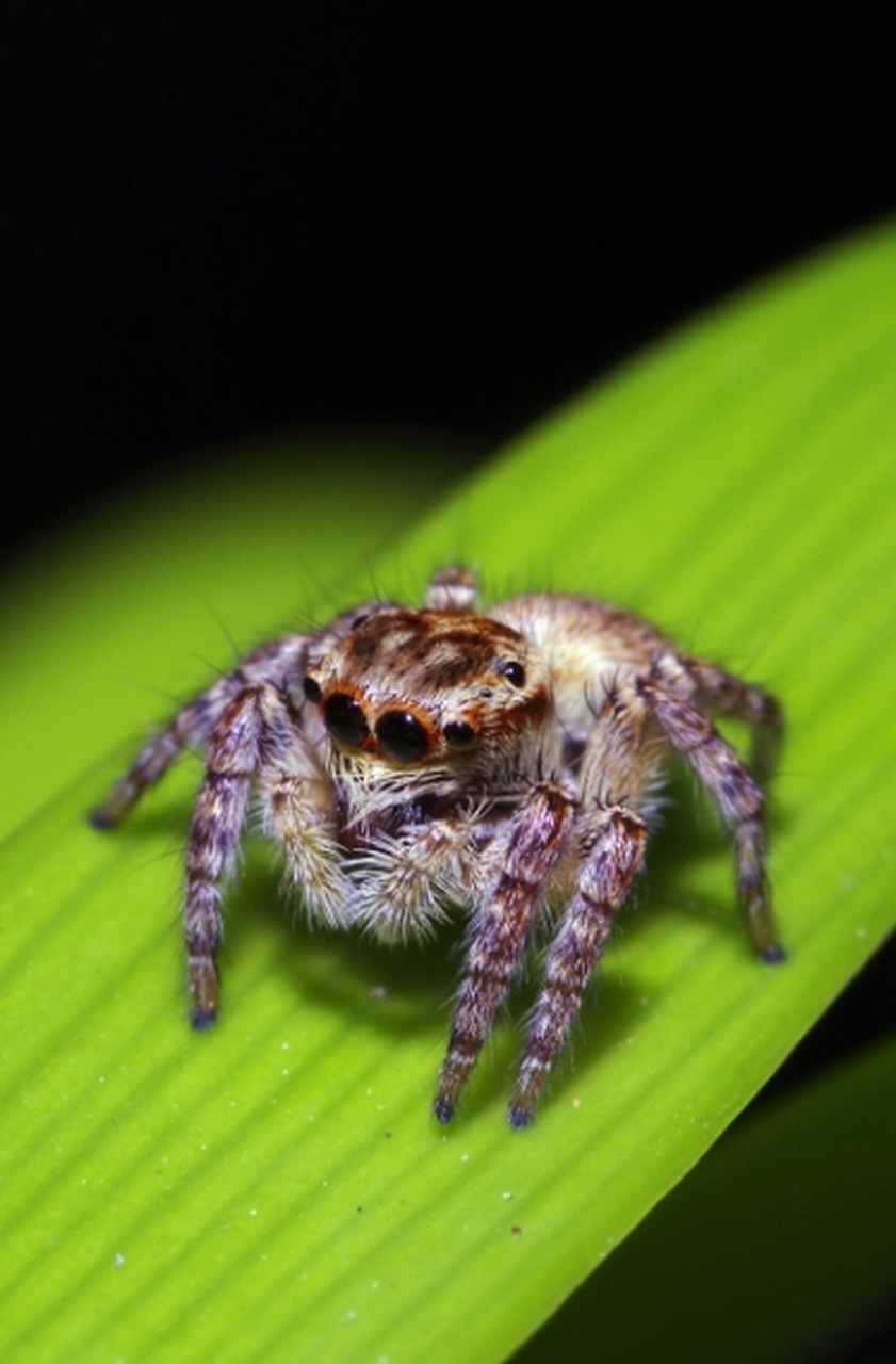蜘蛛居然不是昆虫  蜘蛛不是昆虫,而是属于另一大类生物群体,称为"蛛