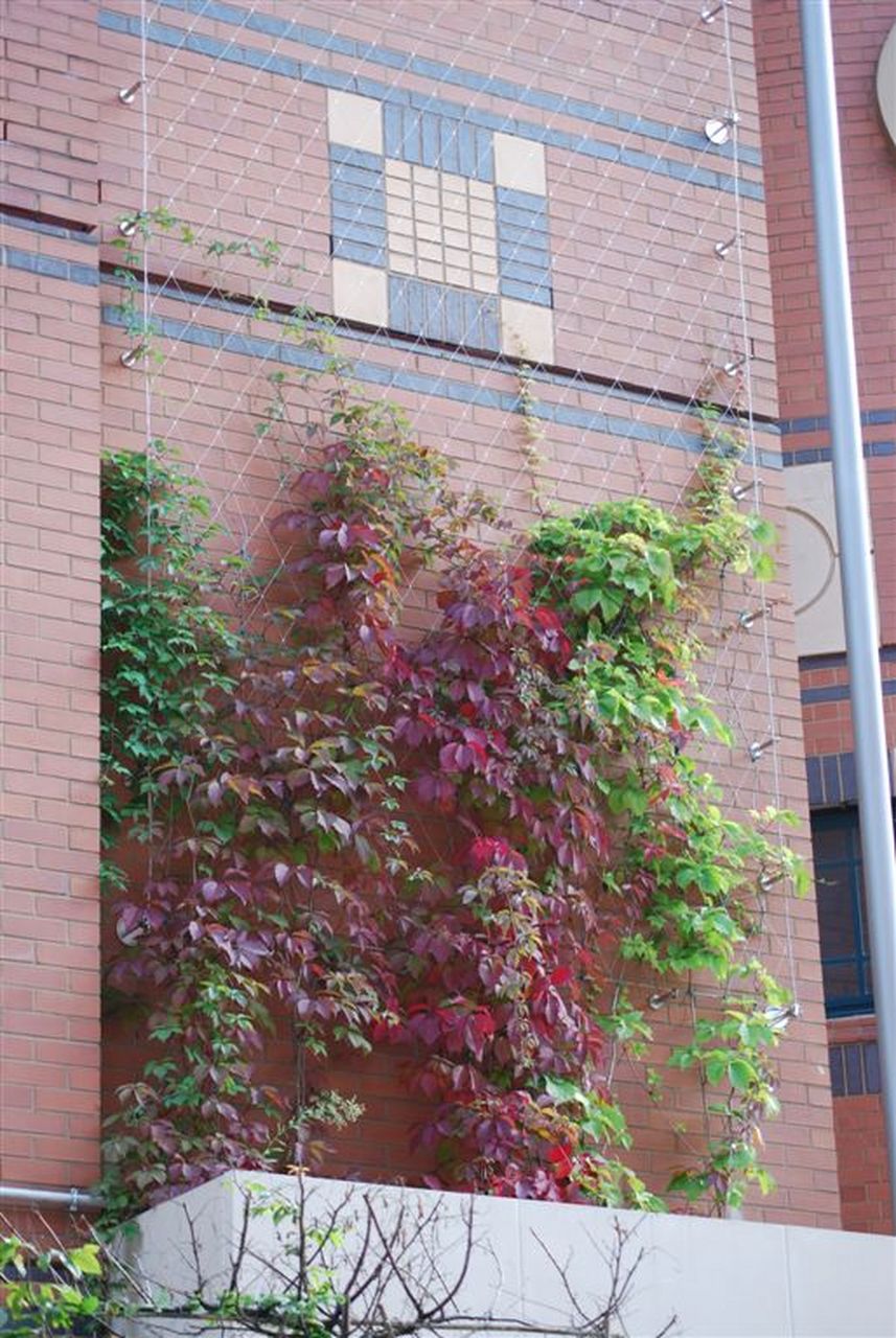 植物攀爬网 爬藤网生产厂家#植物攀爬网# @金属幕墙装饰网迈施德