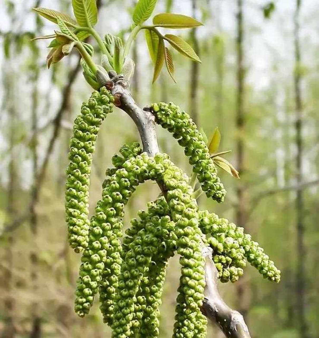 核桃花图片大全大图图片