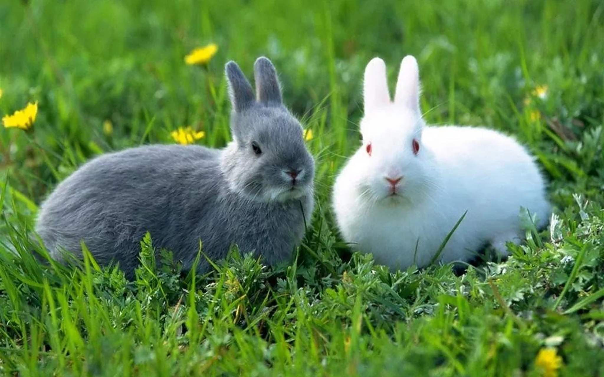 重复怀孕,在兔子已经怀孕的情况下还能再怀上一个;②,想象怀孕,兔子