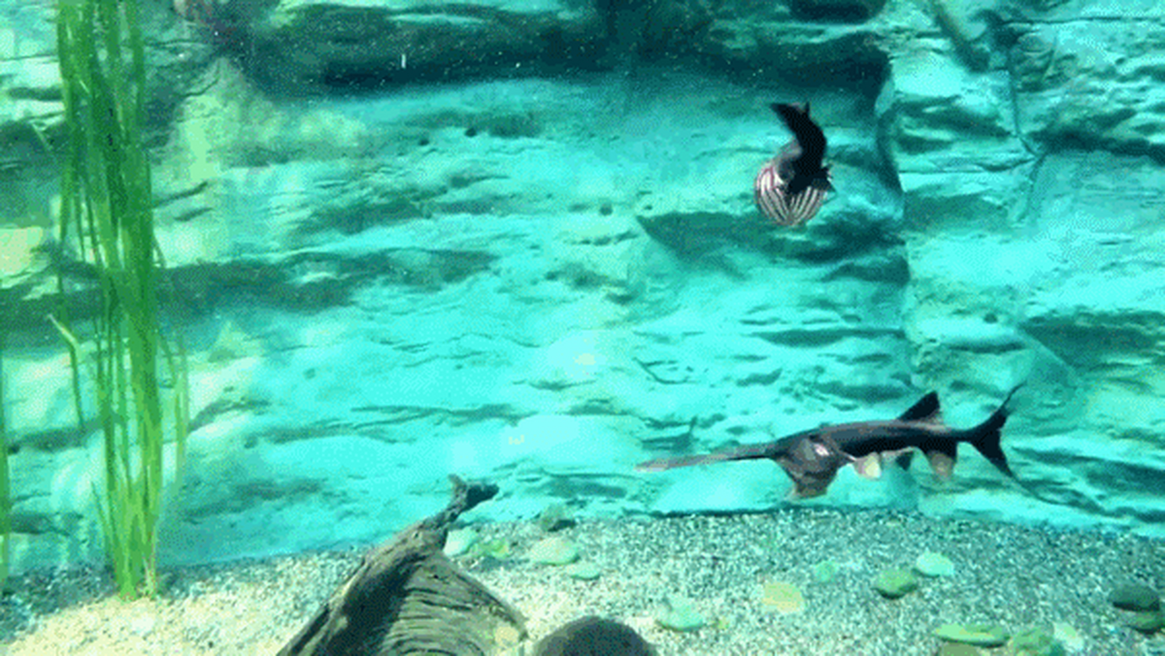 生活在美国密西西比河流域,名叫"匙吻鲟",它们同属"匙吻鲟科",一些