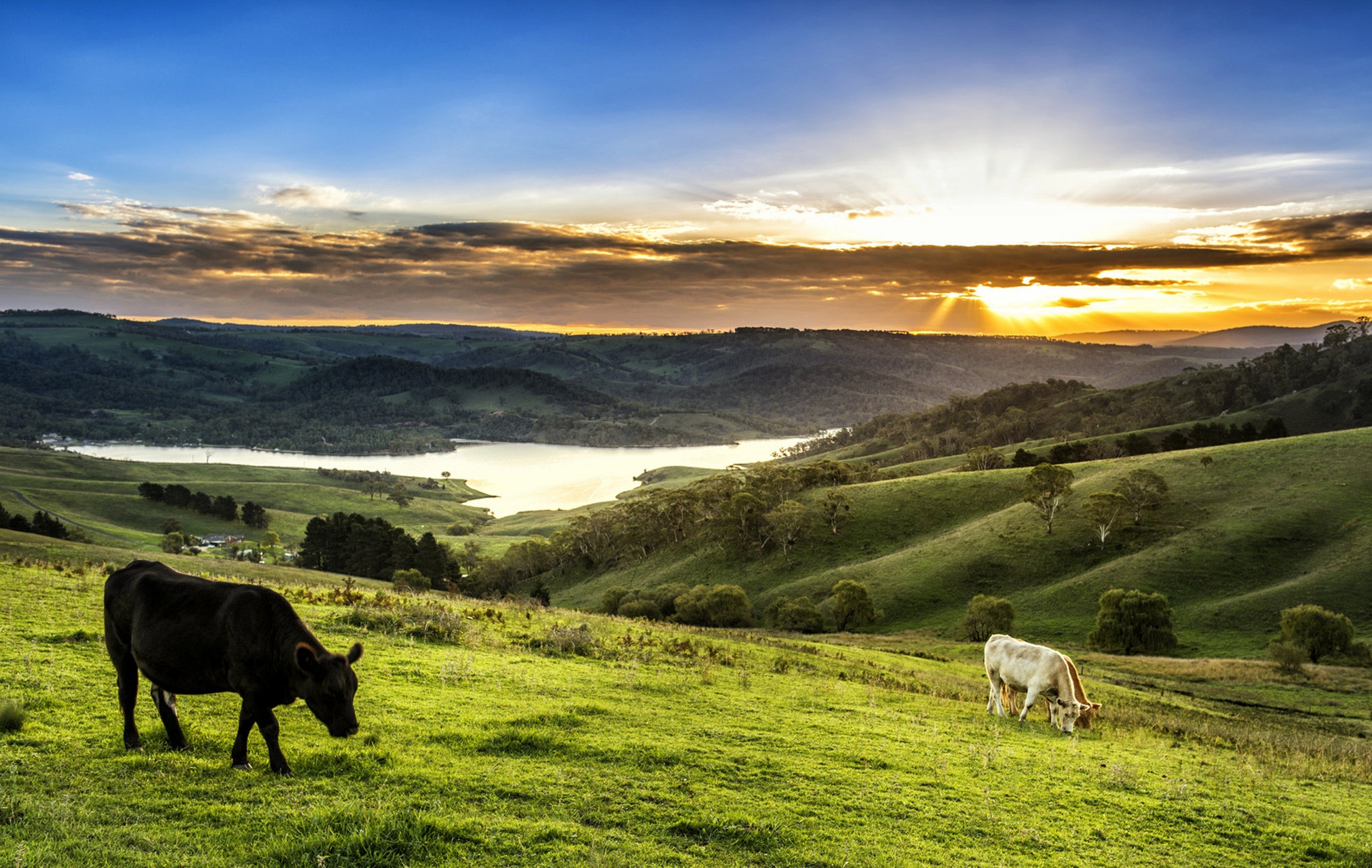 上海腾达因私出入境服务有限公司与澳洲部分农场合作,来自大西洋的