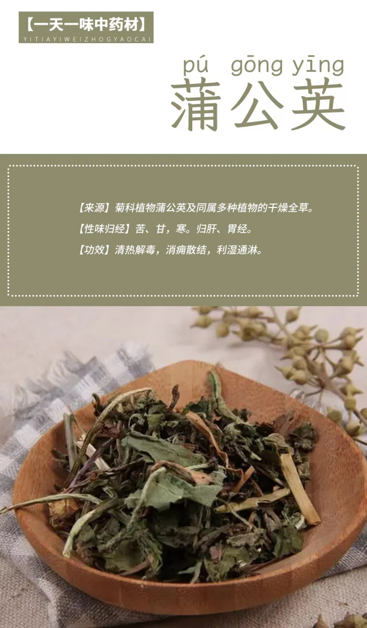 蒲公英归经图片