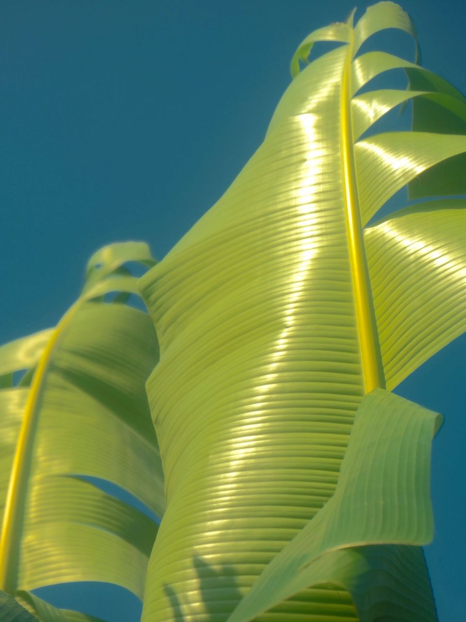 阳光下的芭蕉叶