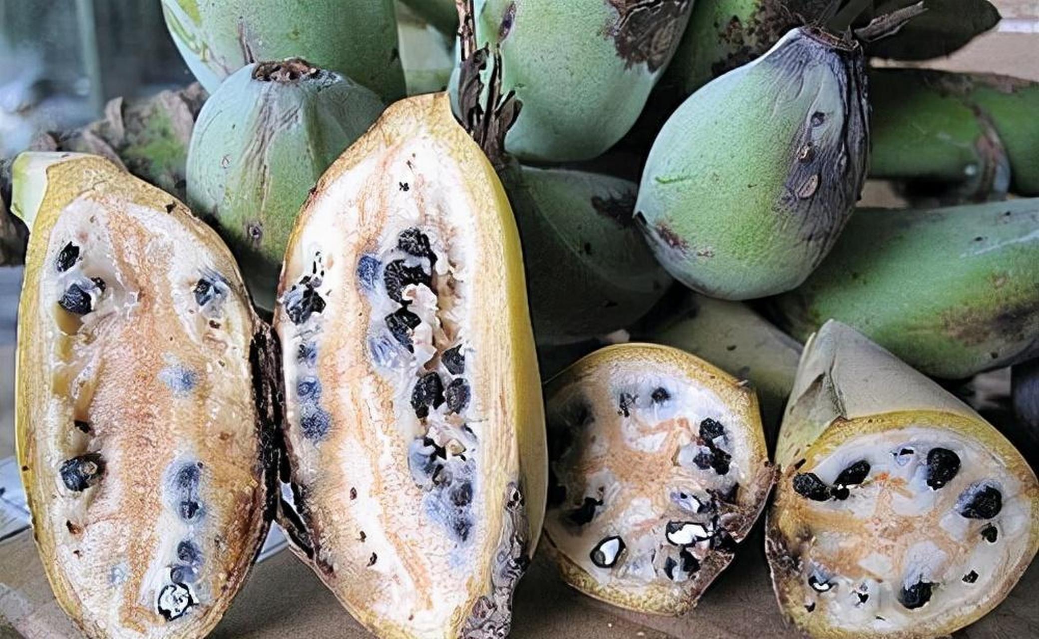 转基因香蕉上位?