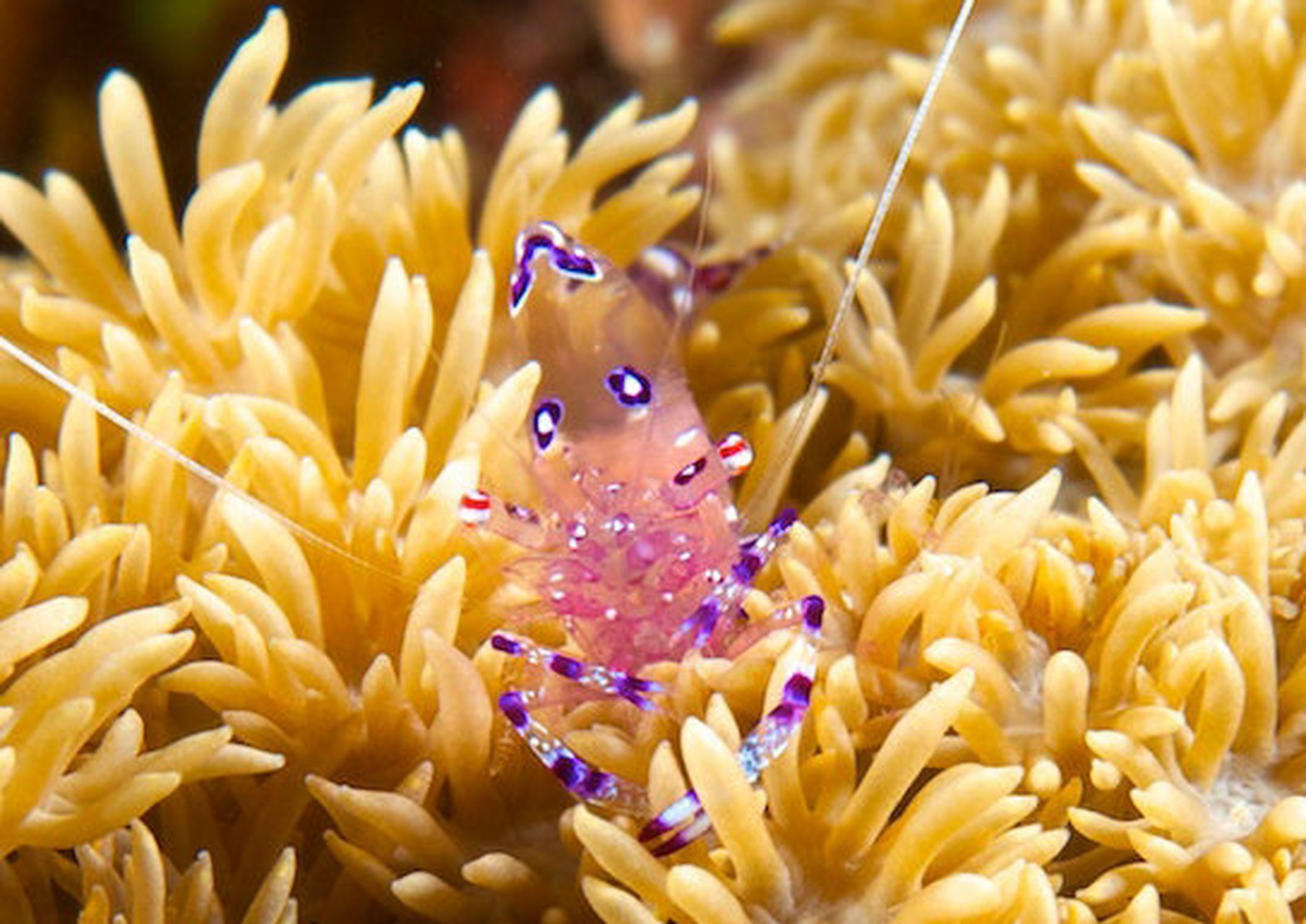 20米下的岩礁出没,因个子娇小,又常把尾部高高翘起