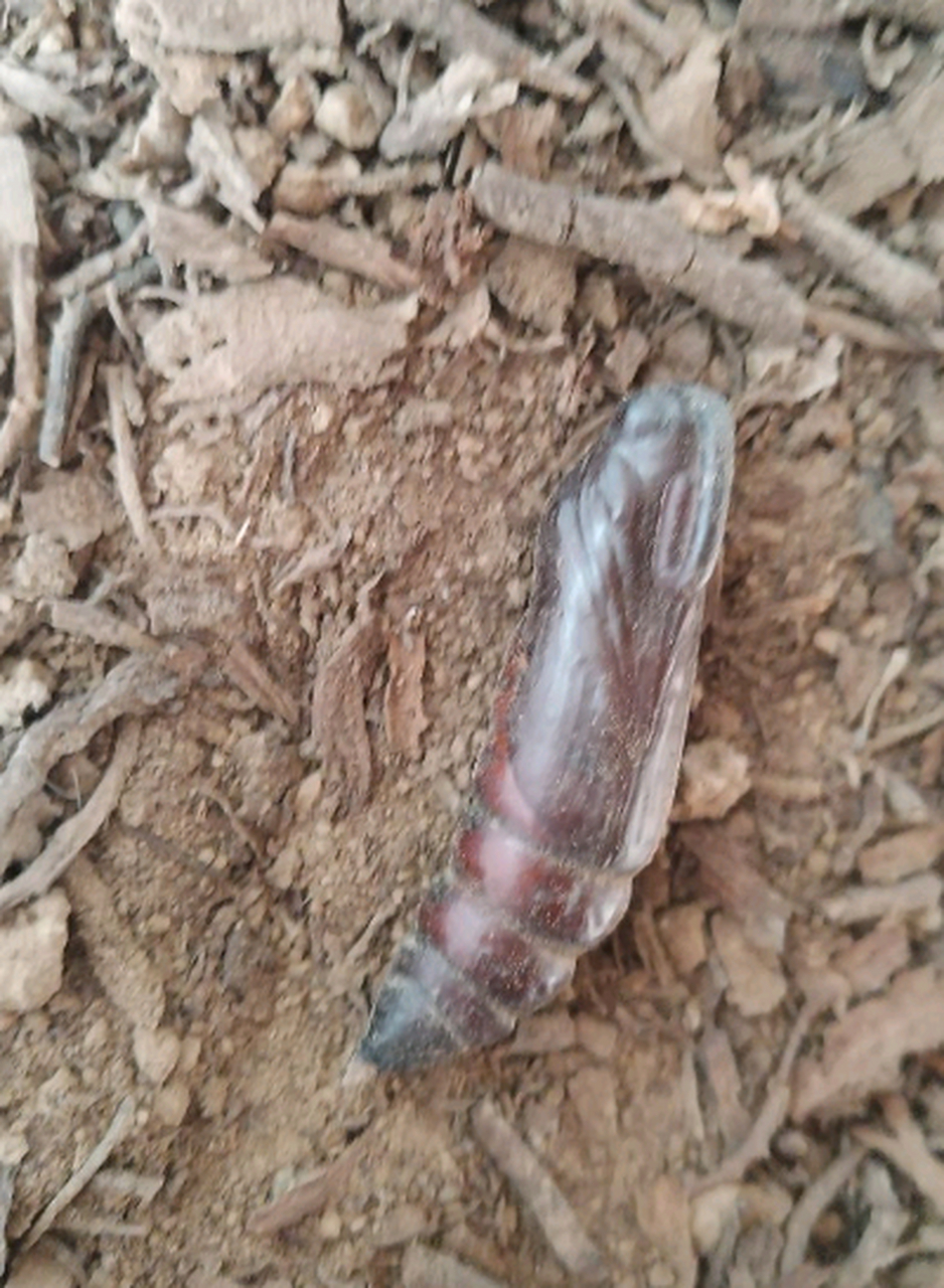 这个虫蛹能开出蝴蝶吗,长大之后什么样子?