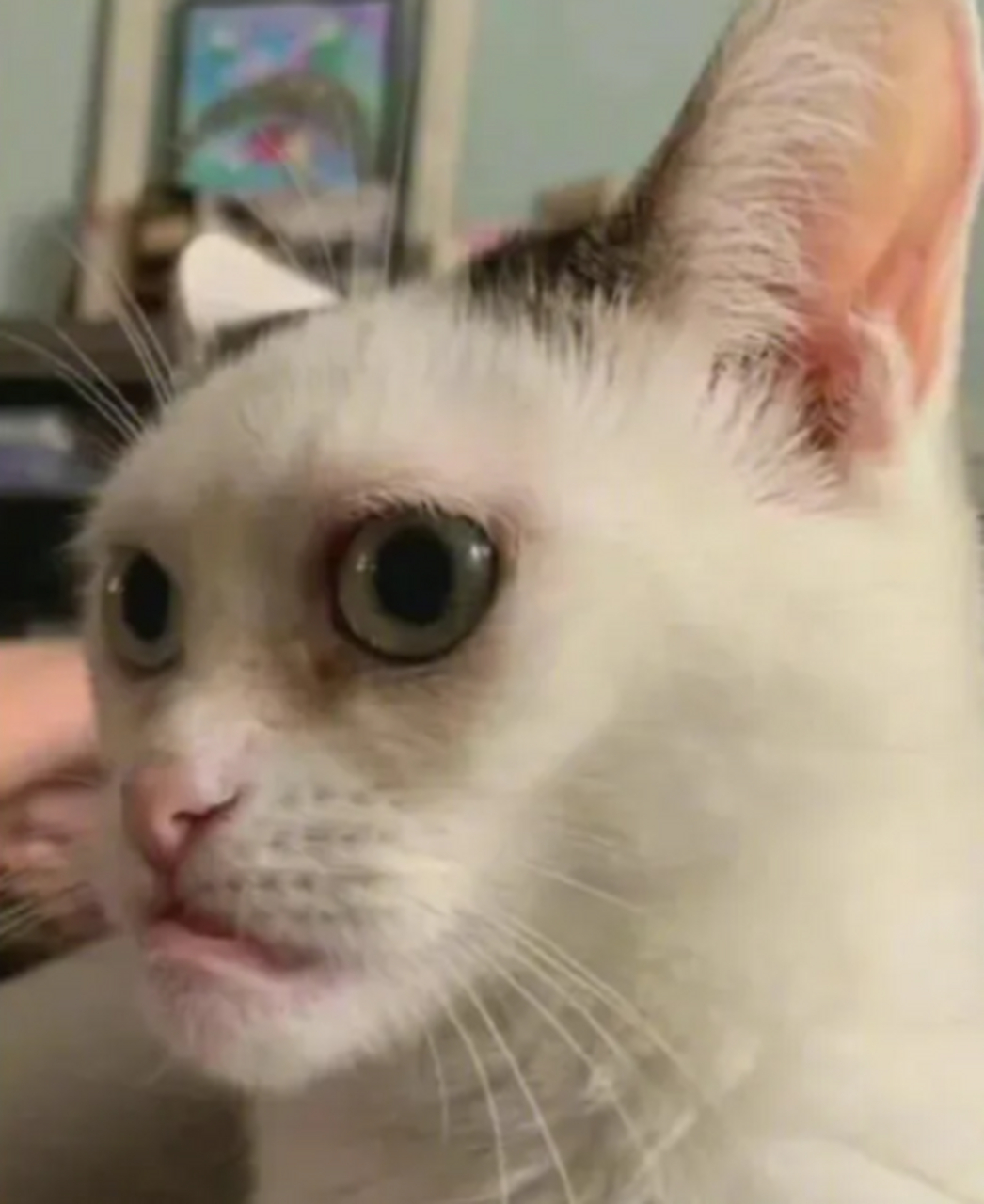 发现长得丑的猫有一个共同点,与人 容易撞脸