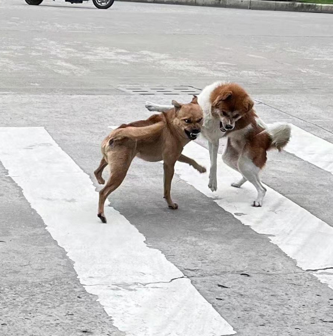 其中有一只狗在笑.是什么意思?