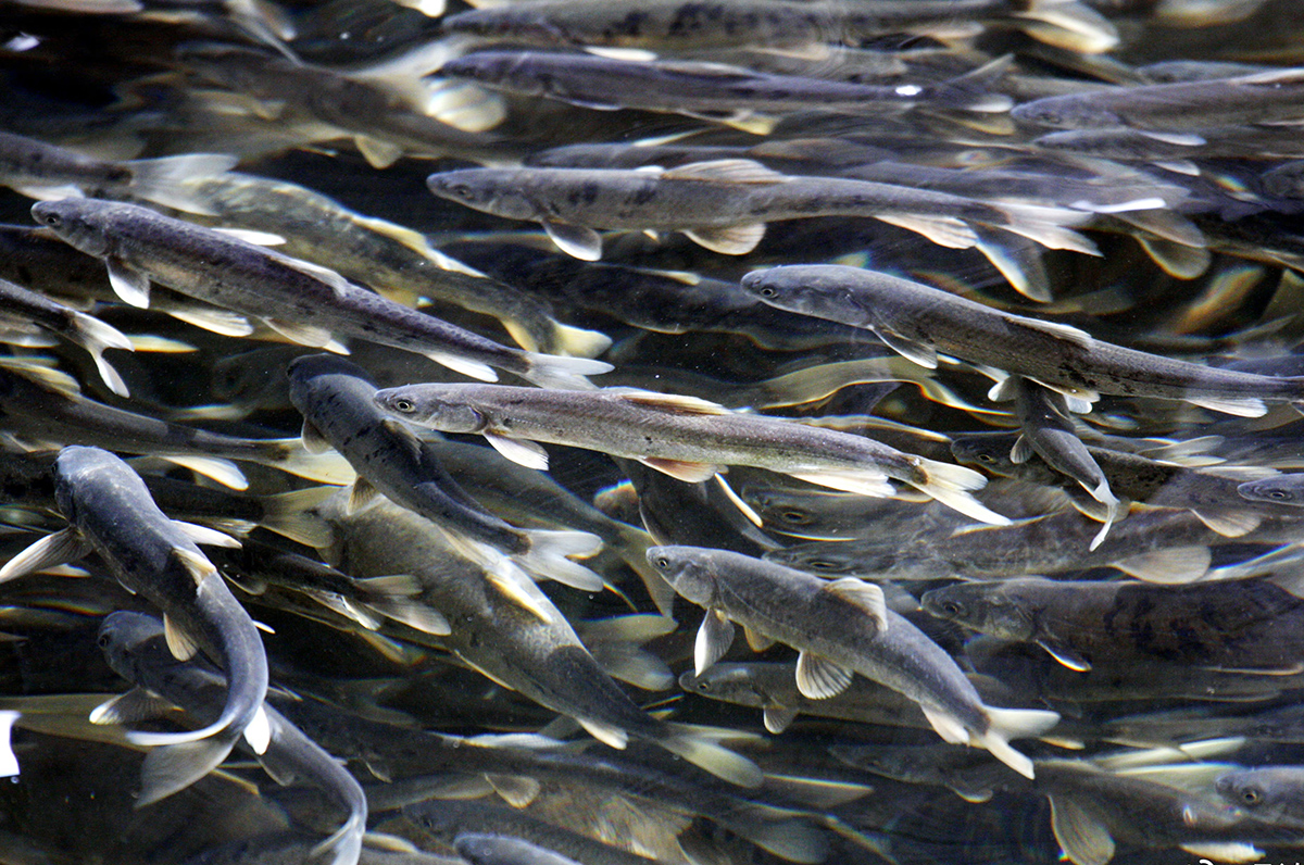 我国唯一的高寒咸水鱼种,湟鱼,特产于青海湖,学名叫"青海湖裸鲤"