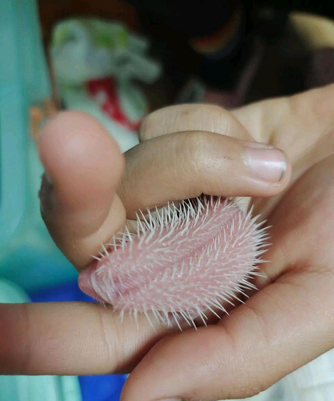 网友:第一次见到刚出生的小刺猬!真可爱,好好玩