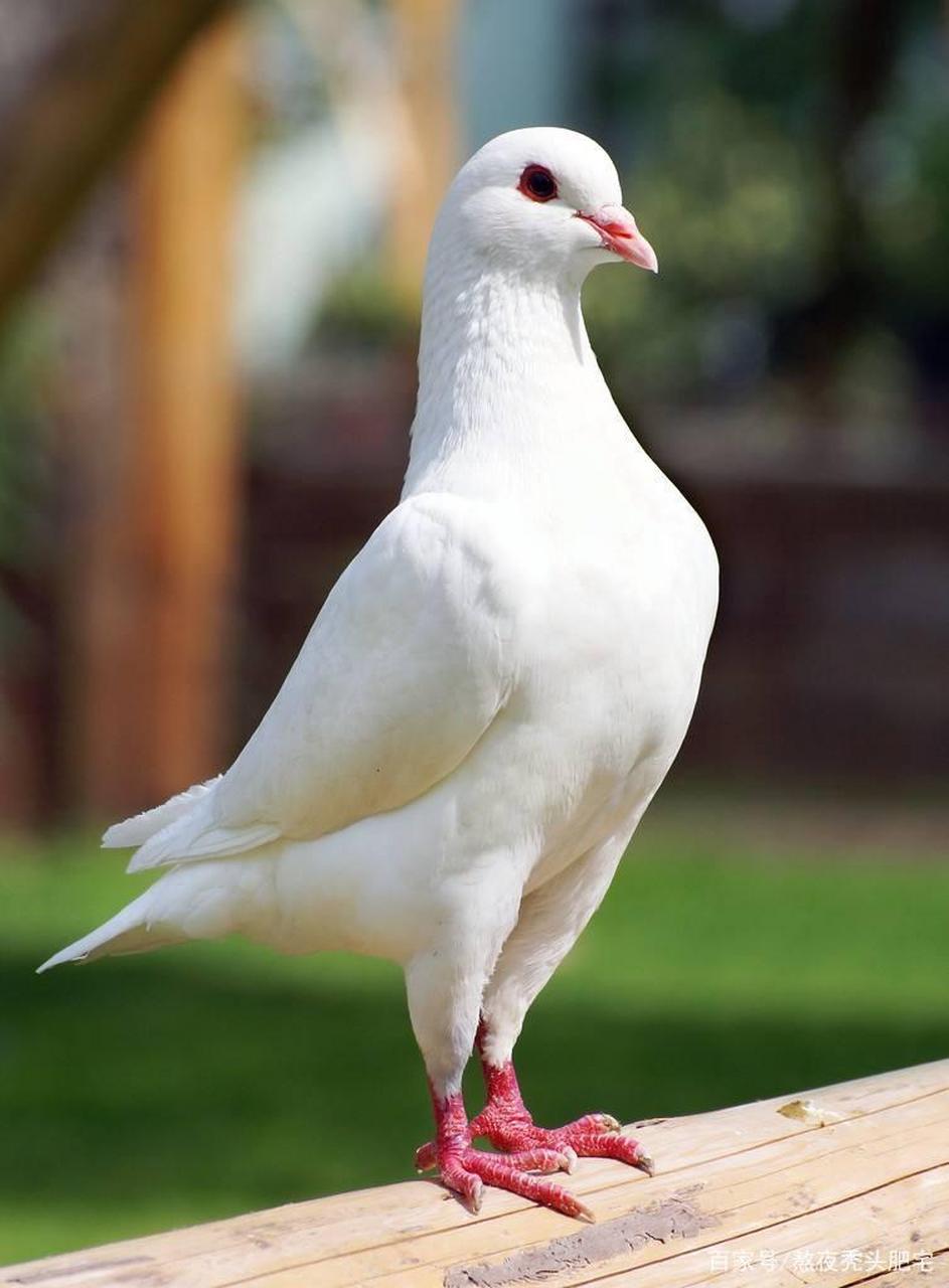 陪儿子去逛宠物市场,看到一卖鸽子的,儿子围着一对白色鸽子左看右看