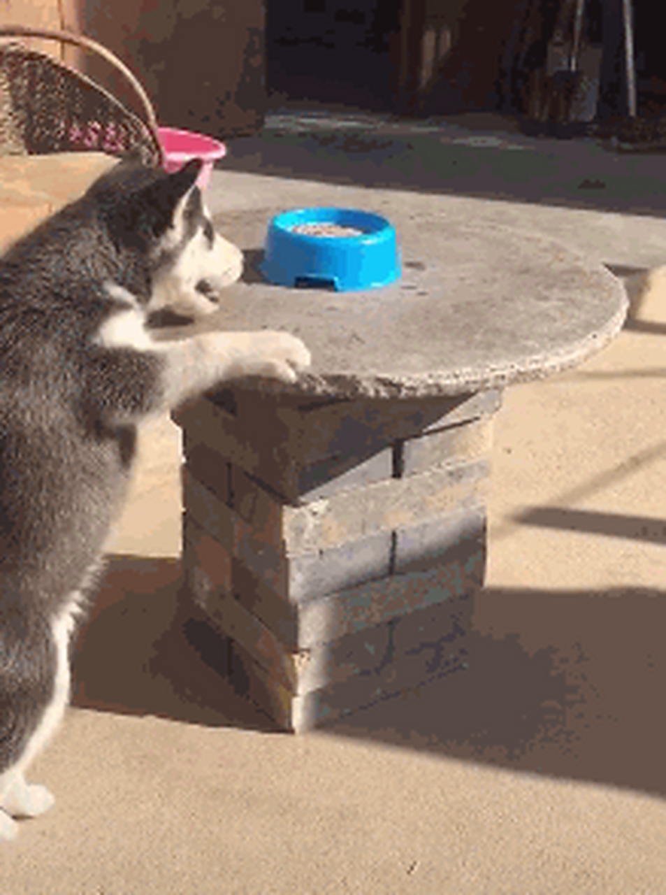 看到食物想吃,但是却够不着#gif创作人