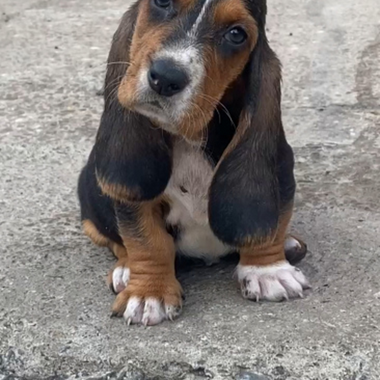 狗狗竟长了这么长的耳朵,看着还听可爱