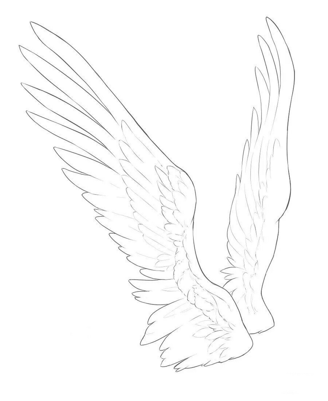 翅膀的绘画教学方法分享  画天使翅膀的时候只会画简笔的说.