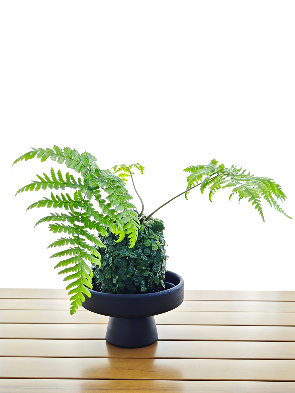 11566 薜荔不缺水感觉就不会死,所以记得保持土壤湿润哦!