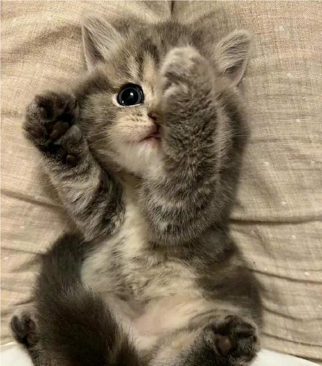 要抱抱吗? 谁能受住小奶猫的撒娇啊,这不被萌化了嘛