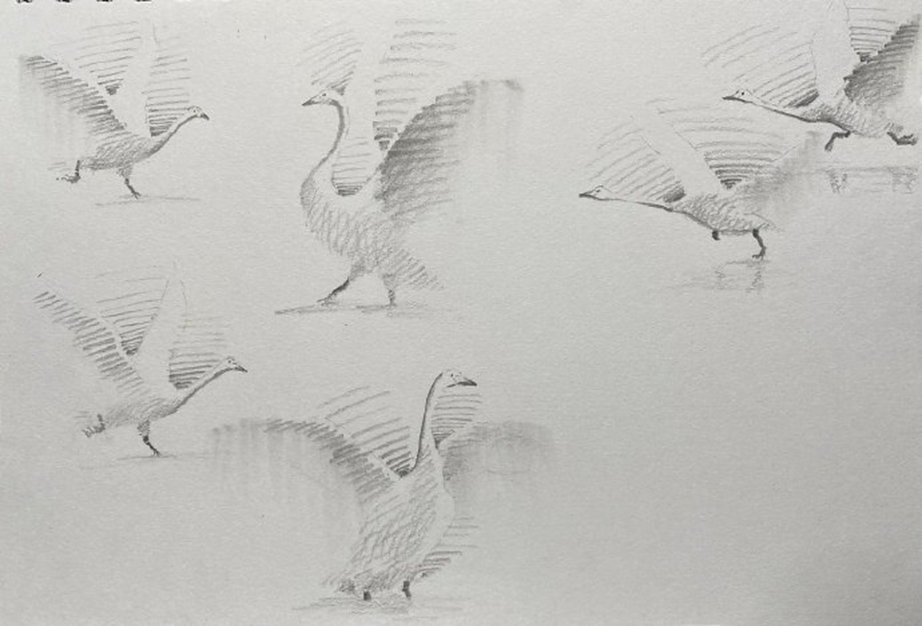 通过天鹅来练习速写,用简洁明了的线条来表现不同形态的天鹅造型,下笔