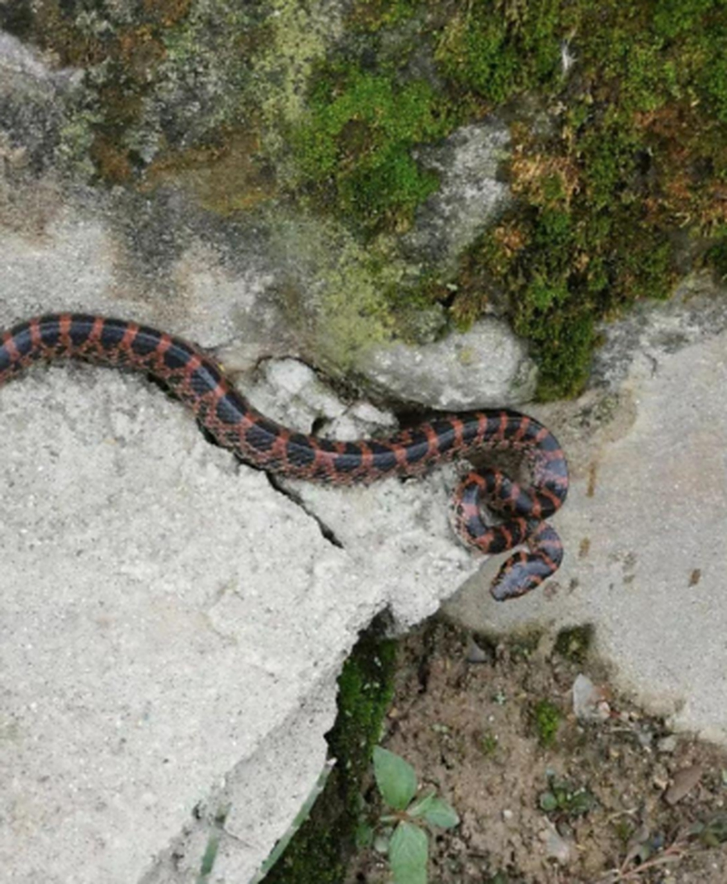 朋友们,这是什么品种的蛇,被咬了,需要去医院吗