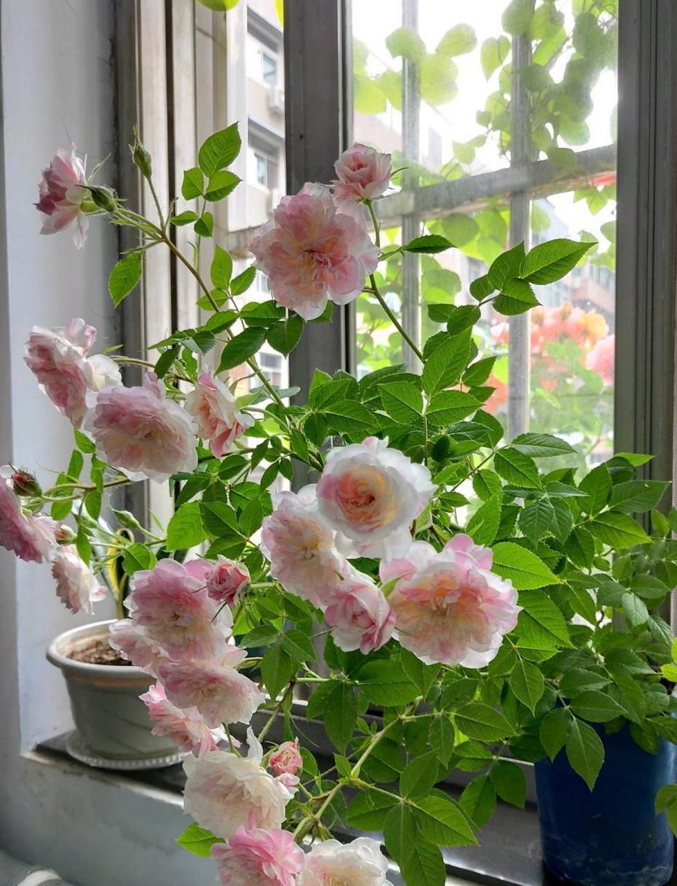 养一棵"幸福之门"吧,一款优秀的微型月季花,植株低矮小巧,高只有三四