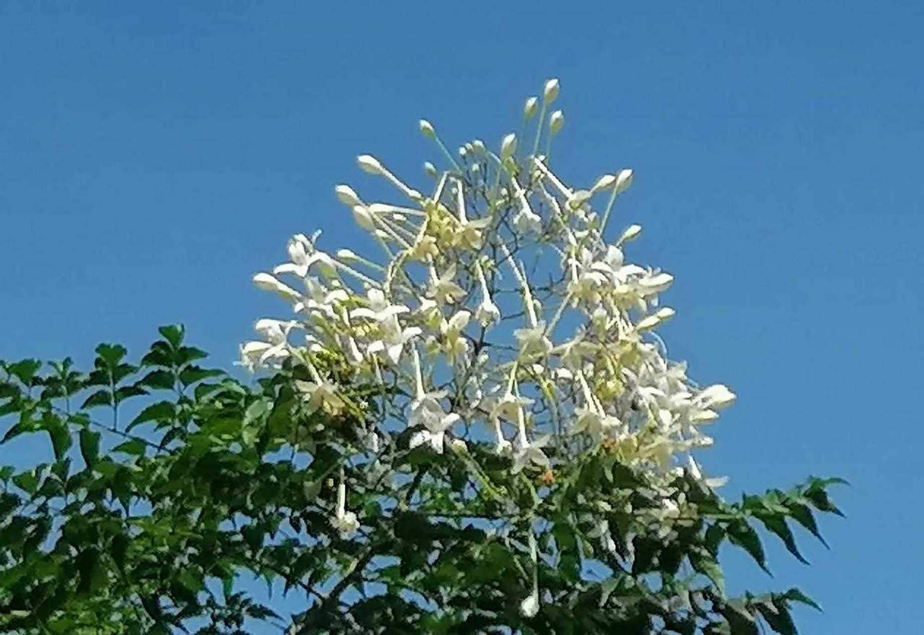 原创[悠闲] 老鸦烟筒花的树高大,可以高达25米,树皮粗糙,花洁白清香,