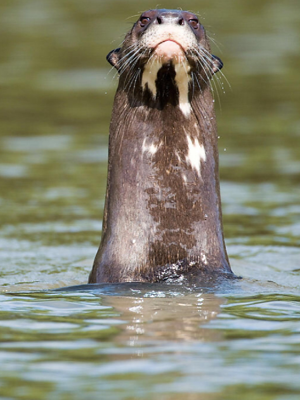 陪孩子一起瞧动物 名称:水獭(ta)(lutra lutra) 别名:獭猫,鱼猫,水狗