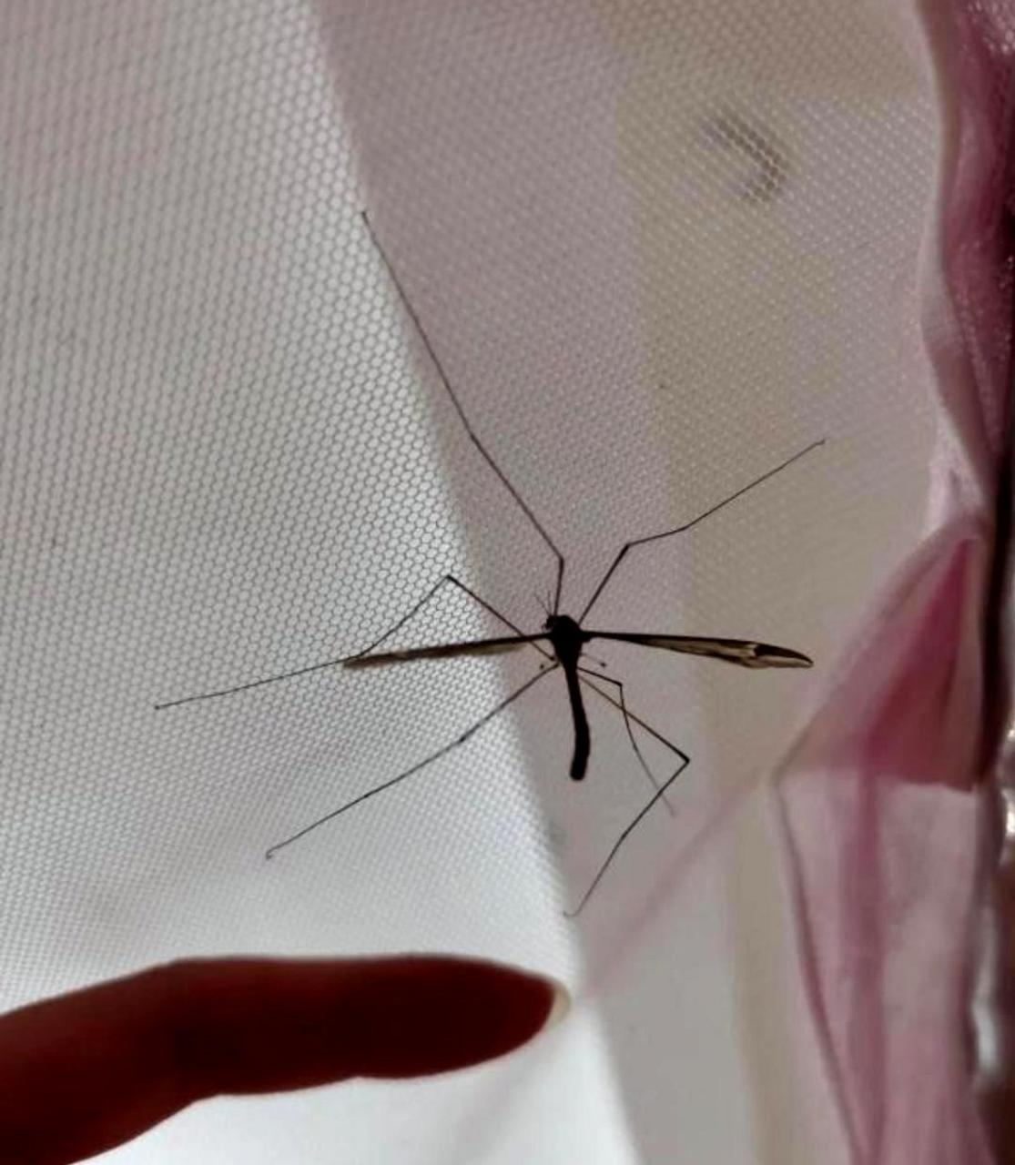 或许北方的朋友们从未见过如此巨大的蚊子,它们就像是小型飞机一样