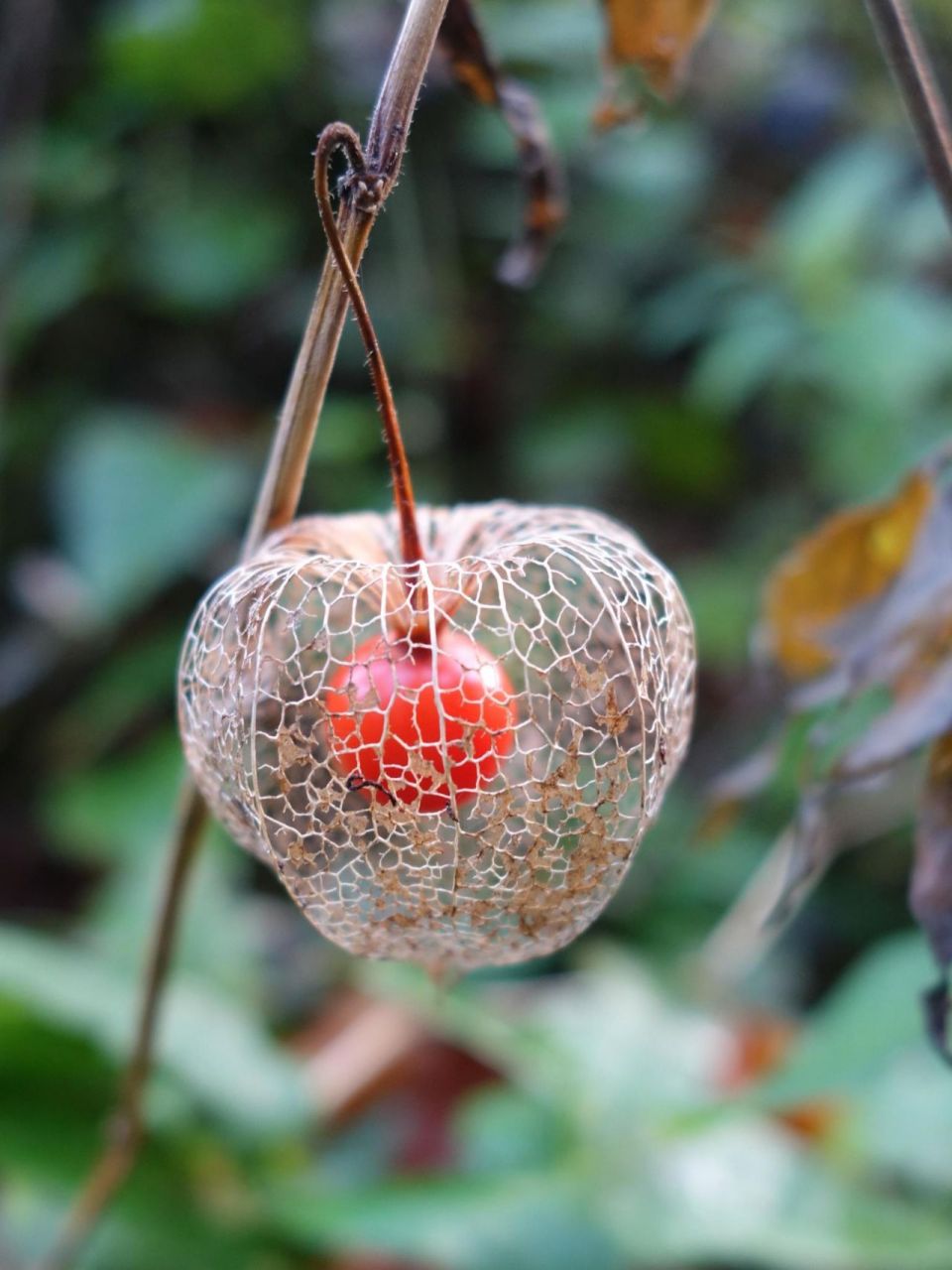 东北特产-苦姑娘,维生素超高就是苦了点 酸浆(苦菇娘) alkekengi