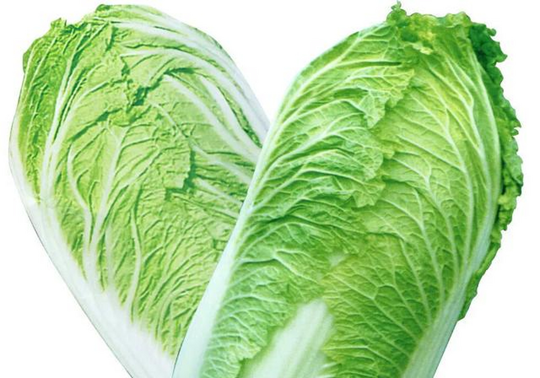 大白菜又叫结球白菜,也叫黄芽菜,包心白(并非包心菜或大头菜)等.