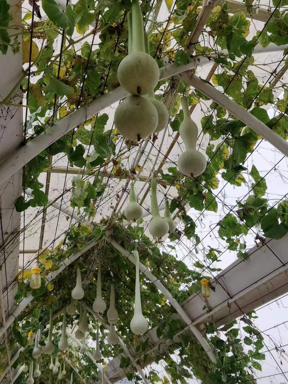 长柄葫芦是一种奇特的葫芦.嫩瓜能吃,但不能生吃,需要将其炒或炖熟.