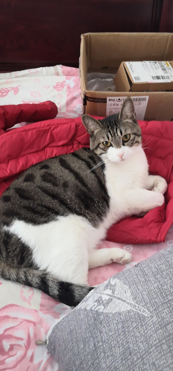 四川简州猫,一种古老而神秘.@如果你有毛孩子的动态