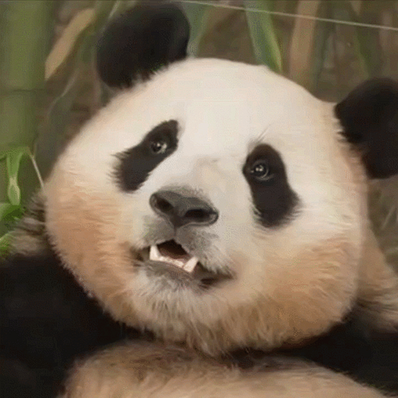 翻白眼熊猫表情包图片