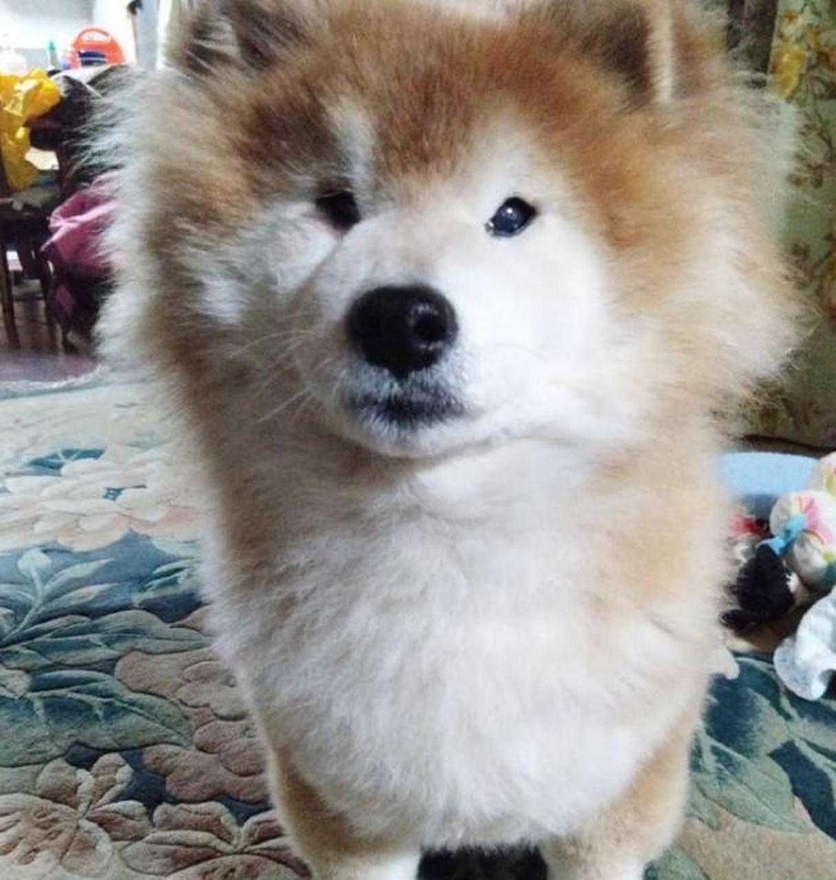 好久没有去修毛的长毛柴犬yuri,笑死爆毛后好像小狮子啊