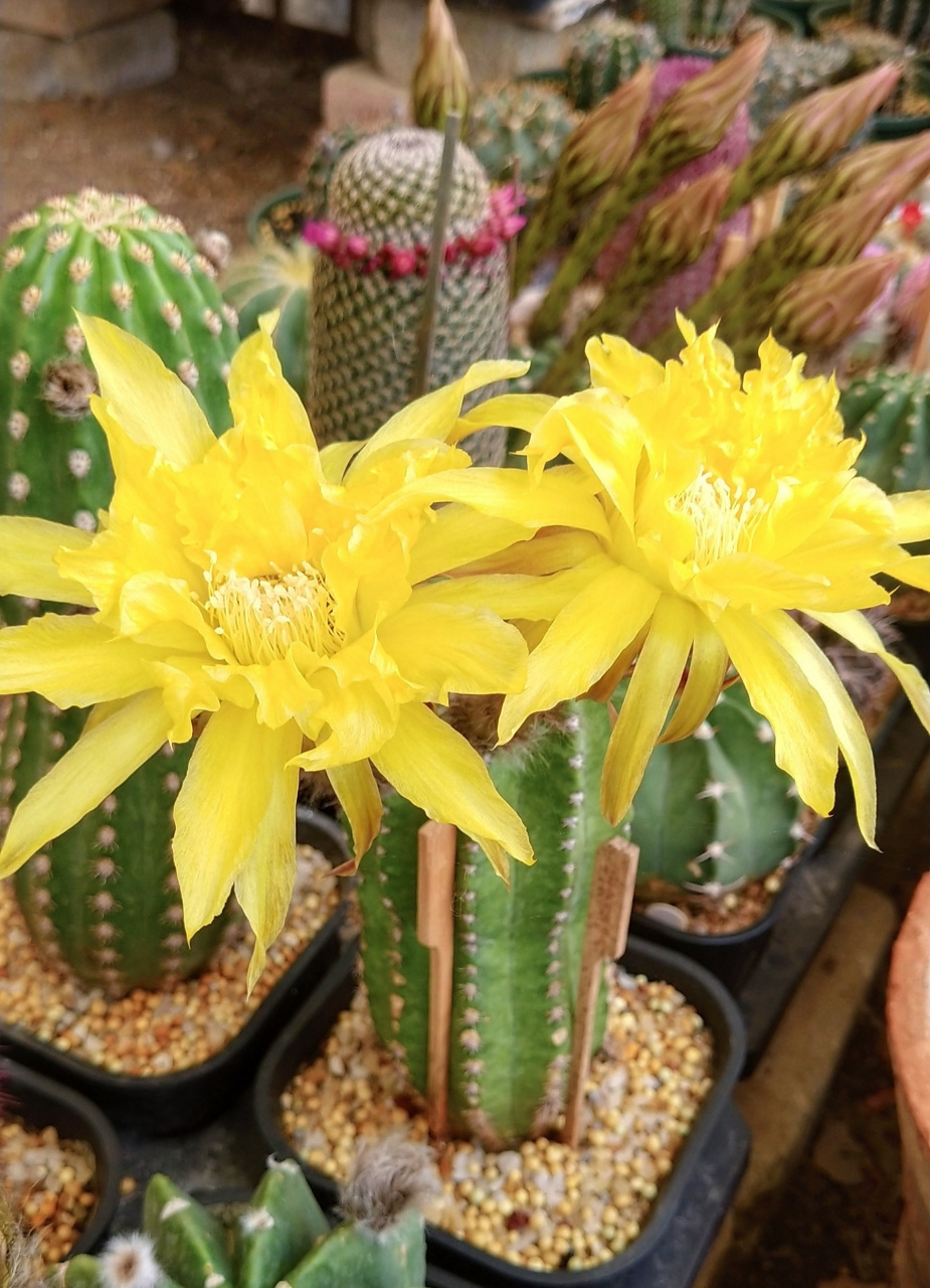 喜欢仙人球的朋友,给大家推荐一款很另类的品种——帕帕基诺(papageno