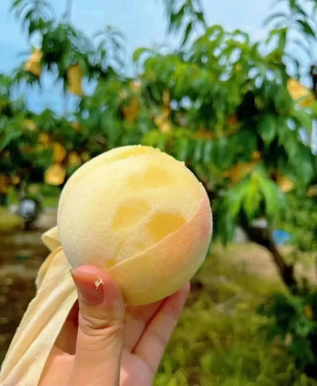 阳山水蜜桃,江苏省无锡市特产,产于中国著名桃乡江苏无锡市阳山镇,锡