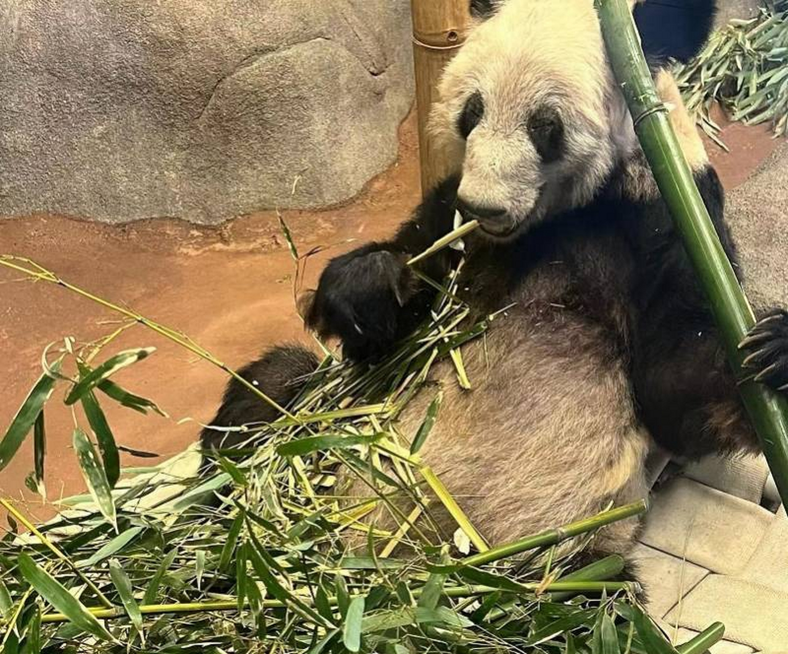 旅美20年的大熊猫"丫丫"和"乐乐",即将迎来回国的关键节点#大熊猫