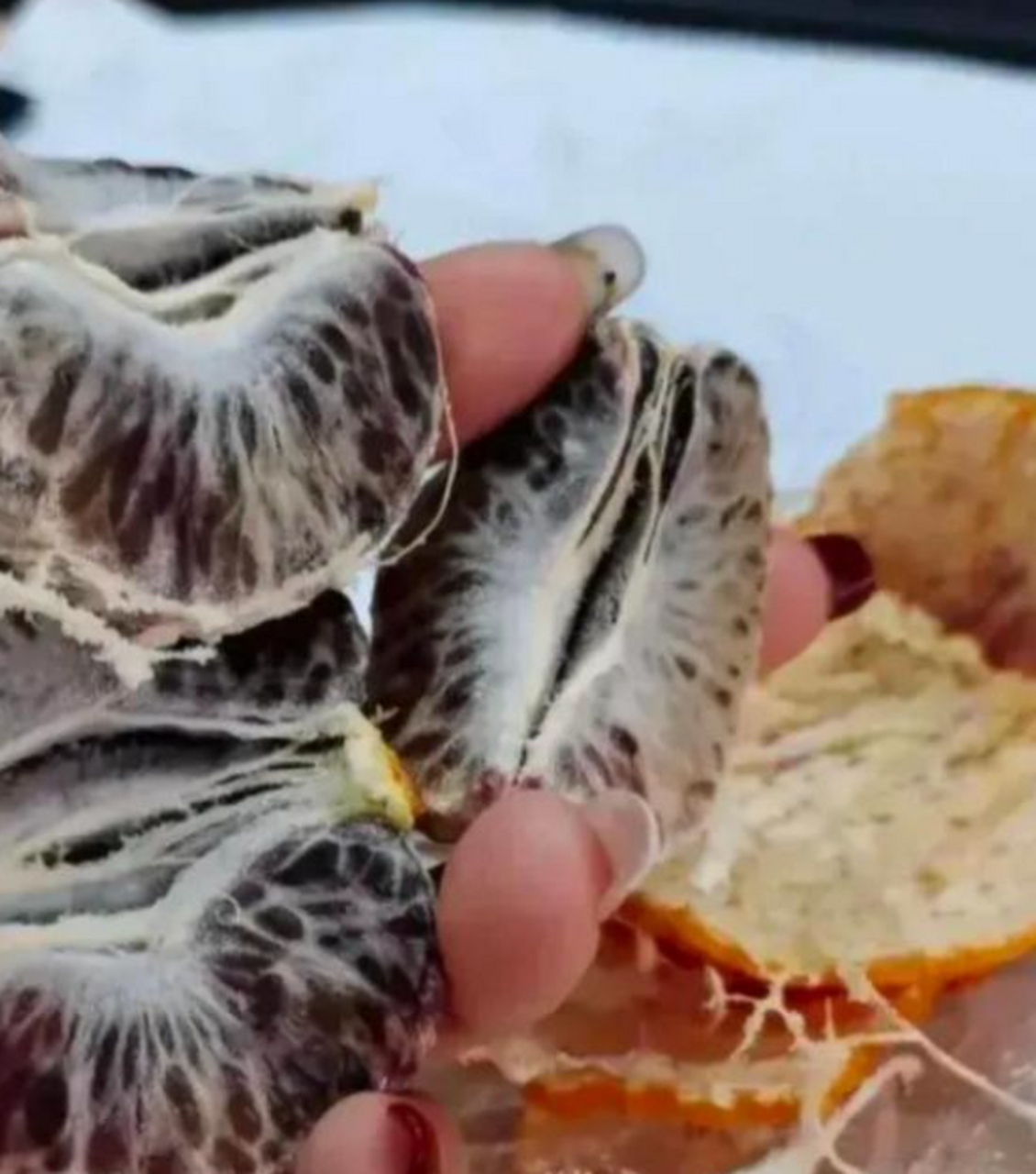 婆婆带来的黑橘子,这是什么品种?