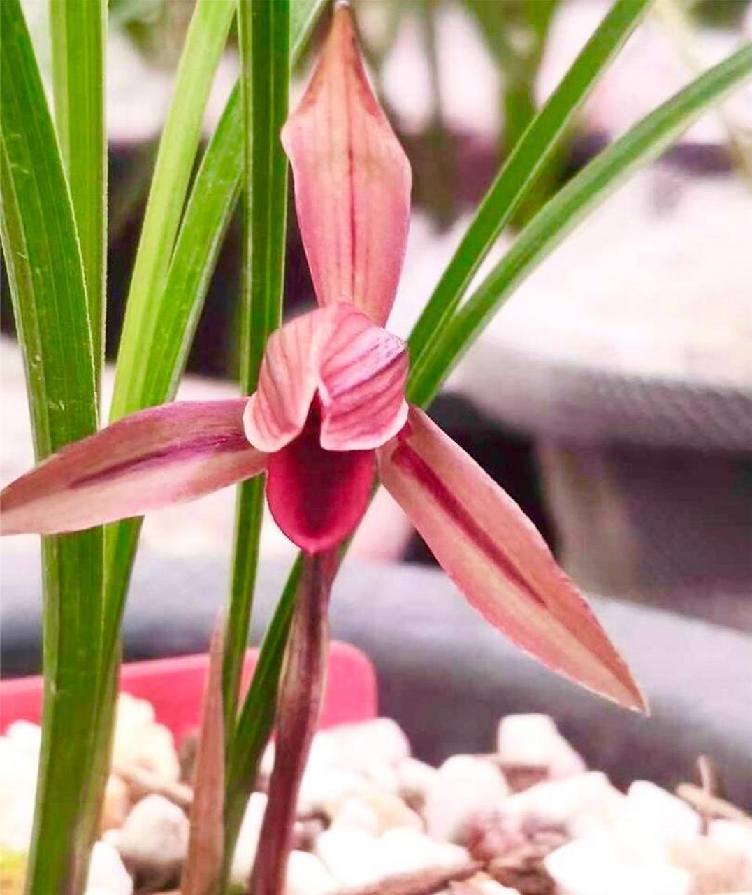 春兰腾越红素,红如玫瑰,鲜红欲滴 山东淄博金浩兰苑刚开的春兰腾越红