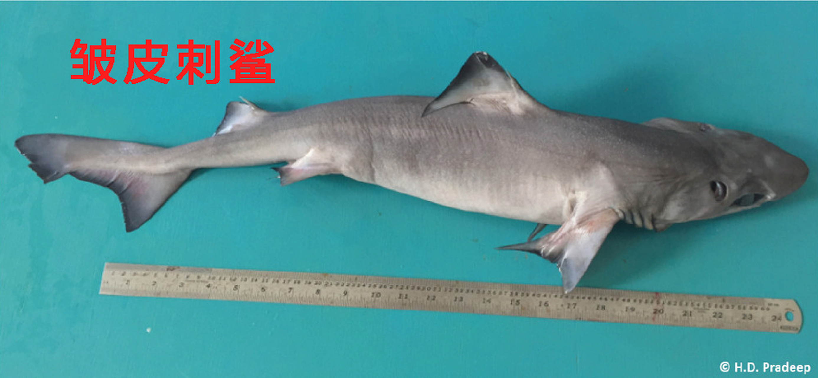 【澳洲海岸惊现奇葩鲨鱼,大眼睛龅牙,到底是什么物种?