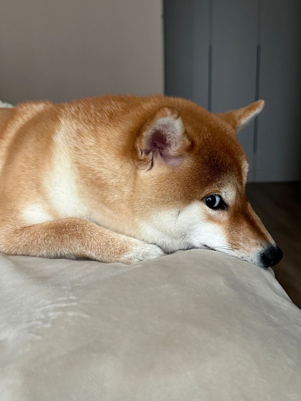 大概是全网最喜欢斜眼看人的小狗98  每天都要被我家狗子斜眼看 你