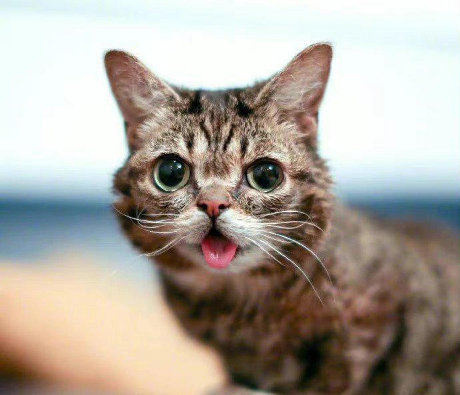 "吐舌小猫"lilbu.