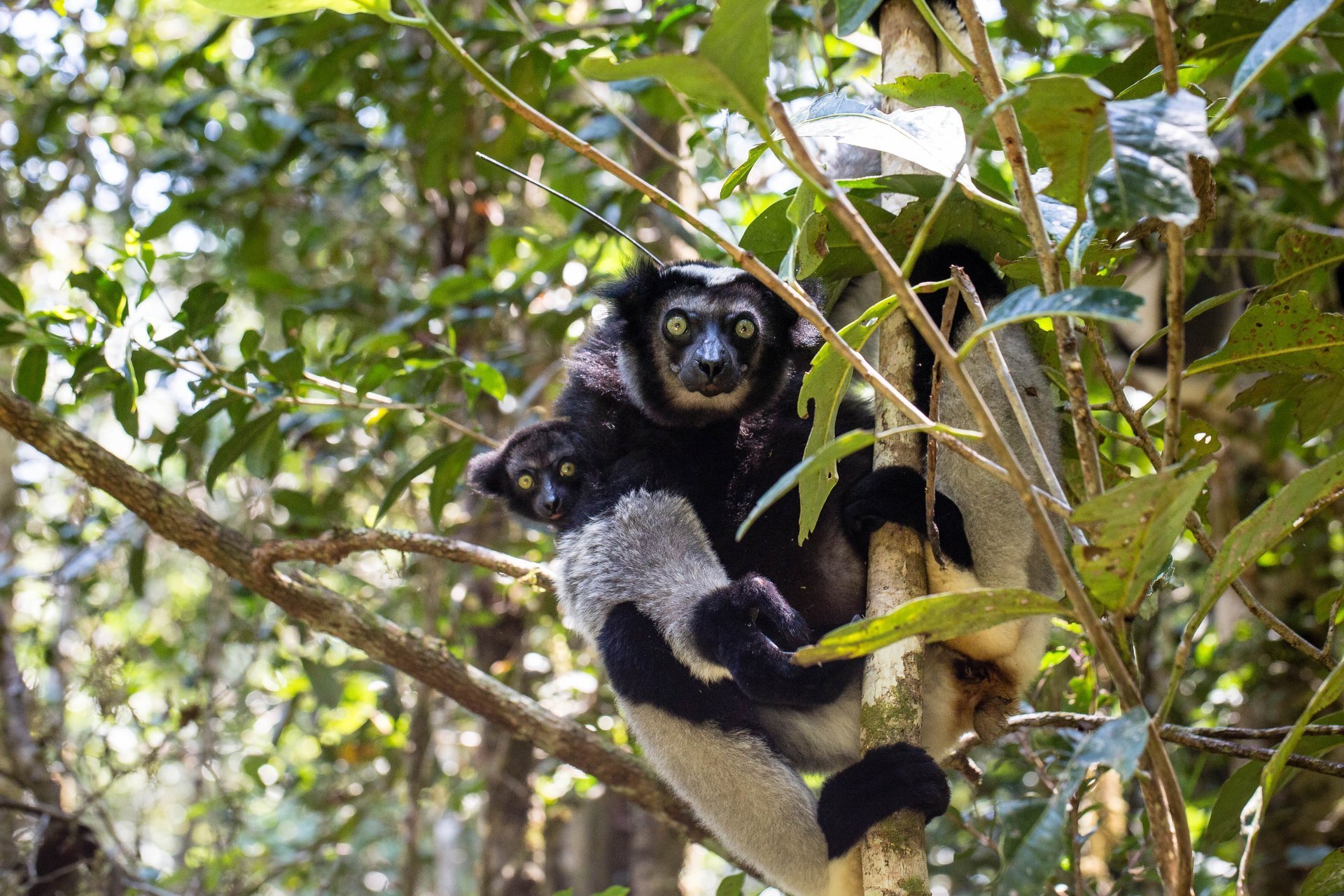 狐猴是一种生活在马达加斯加岛的大型狐猴.