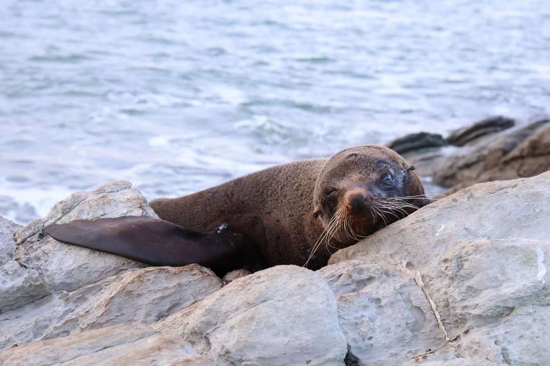 看看这悠闲的大海豹,都不忍心去打扰这兴致.